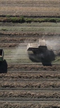 Traktör hasat yerfıstığı traktör römorkundan toplanan fıstıklar boşaltıldı ve başka bir traktör hasat etmeye devam ediyor.