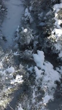 Havadan bakıldığında her ağaç dalı tamamen karla kaplıdır. Kışın ormanda donmuş köknar ağaçları, donmuş çam ağaçları.
