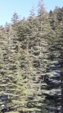 Karlı orman ve dağ manzarası, karlı bir dağın zirvesi, karlı çam ağaçları, karla kaplı çam ormanı, dondurucu orman