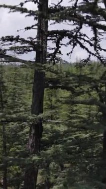 Tek başına duran yeşil çam ağacının drone görüntüsü, tepedeki çam ağacı, kozalaklı yeşil çam ormanının drone görüntüsü, dağın içindeki yeşil ormanlık alan görüntüleri.