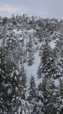 Dik açılardan çekilen karlı vadiler, dağların yamaçlarını dolduran kar manzarası, kozalaklı ağaçların kış manzarası.