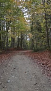 Orman yolu, ormandaki yaprakların ve ağaçların muhteşem sonbahar manzarası, insansız hava aracıyla orman yolu manzarası.