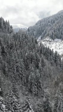 Kış mevsiminde karla kaplı çam ormanlarında yol manzarası var. Kışın hava dondurucu soğuk ve kar yağıyor.