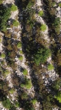 Dağların yamacındaki ormanda yeniden yetişen ağaçlar, ormanların oluşumunun fotoğrafı en tepede..