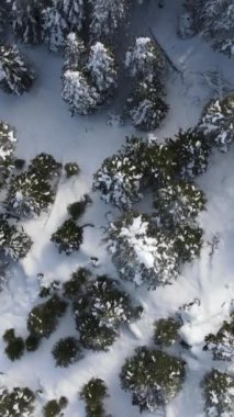 Karlı orman ve dağ manzarası, dağda kış, karla kaplı çam ormanı, dondurucu orman