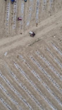 Aerial shot of workers working in tomato field, workers working in rows made of land, planting with agriculture