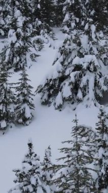 Karla kaplı ormandaki karla kaplı ağaçların, dağların karlı zirvelerinin, karların altındaki ağaçların hava aracı görüntüsü.