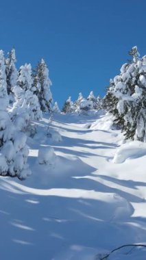 Karla kaplı dağın hava aracı görüntüsü, kar beyazı kar altında kozalaklı ormanın görüntüsü.