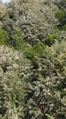 Hava yeşili kozalaklı orman, yemyeşil orman manzarası, kozalaklı ağaçların yeşil manzarası, insansız hava aracı fırlatılan orman manzarası.