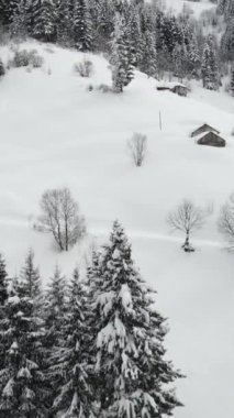 Kış mevsiminde karlı dağ manzarası, karla kaplı çam ağaçları manzarası, kış soğuk ve karlı.