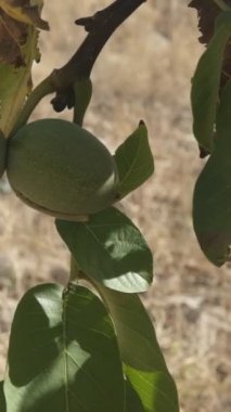 Rüzgar daldaki yeşil cevizleri sallıyor, ceviz sert bir atıştırmalık, açık hava, organik gıda üretmek sağlıklı.