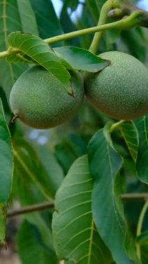 Çiğ ceviz ağacı, meyve bahçesi, yeşil yaprakların arasında kabuklu ceviz, kabuklu yeşil ceviz meyvesi, tarım ürünleri.