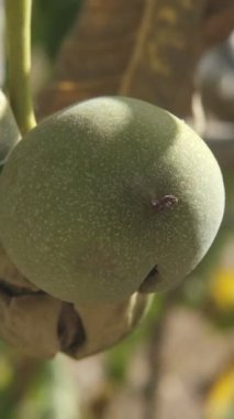 Daldaki yeşil cevizler, rüzgarda sallanan yeşil kabuklar, sonbaharda toplanan meyveler, açık hava.