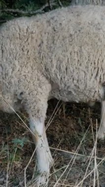otlayan yavru kuzular, yünlü kuzular birlikte dolaşıyorlar, etleri için üretilen hayvanlar, yeşil alanda üretilen koyunlar, tarım ve çiftlik hayvanları 