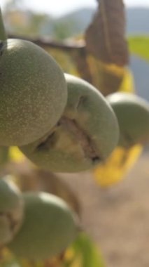 Rüzgar daldaki cevizleri sallar sert kabuklu meyveler sonbaharda toplanır, ceviz bahçede toplanır, fındık rengi yeşildir.