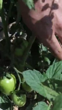 Green tomatoes plucked from branch, image of unripe tomato plucked from seedling, picking fruit from plant in farmland