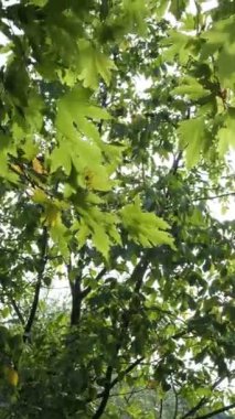 Meşhur Sycamore yaprakları, çınar ağacının yoğun yeşil yapraklarının görüntüsü, dallardaki ağaç yaprakları, derin orman görüntüsü, temiz hava kaynakları ormanları