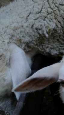 Koyunlar ot yer, kuzular yem yer, küçük hayvanlar saman, tarım ve çiftlik hayvanı yer.