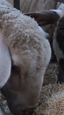 Sheep eating from iron sauldron, view of a flock of sheep eating feed, cute sheep consuming hay, feeding of white sheep