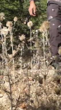 Ormanda baltalı bir adam çalılıklarda yürüyor, ağaçlar balta ile kesiliyor, bazı insanların hobisi yürüyüş yapmak.