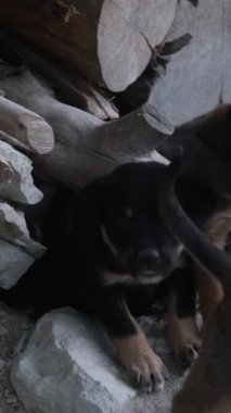 Lots of puppies, many puppies growing in the nest in the woodshed, the playing movements of tiny baby dogs, cute pets gestures