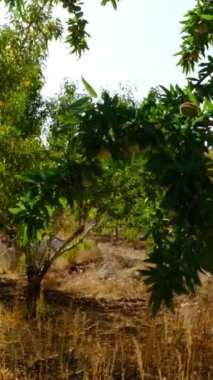 Time to harvest the almond orchard with sunlight, there are fruit trees on the long alley, farmers produce for agriculture