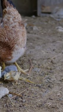 Tahıl tavuğu yemek, anneleriyle yürüyen civcivler, tatlı kümes hayvanları, tavuklar ve civler.