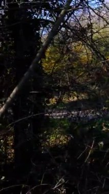 Sırt çantalı genç bir adam yeşil ve kuru çalıların arasından yürüyerek bir dağ, doğa parkı, sonbahar geldi.