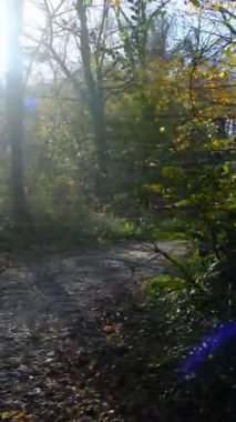 Sonbaharda yürüyüş yapan genç adam, güneşli bir günde ormanda toprak bir yolda yürüyüş yapan dağcı, yeşil ağaçların arasında doğa bekçisi.