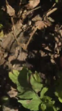 Olgun domatesli bir kadın, taze olgun kırmızı domatesler bir serada yetişiyor, çiftçi domates hasadını inceliyor.