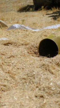 Hayfork hava çekme tüplü saman taşıyor, saman toplama işinde işçiler, sarı saman yığınını düzenliyor, ilkel çiftçilik, sarı saman yığını