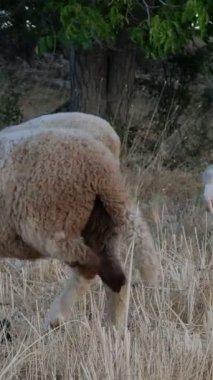 otlayan hayvanlar, yünlü kuzular birlikte dolaşır, etleri için üretilen hayvanlar, yeşil alanda üretilen koyunlar, tarım ve çiftlik hayvanları 