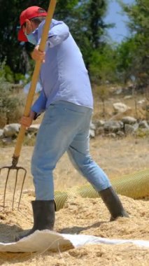 Yabayla saman toplayan aile, saman koleksiyonu yapan işçiler, bir yığın sarı saman, ilkel çiftçilik...