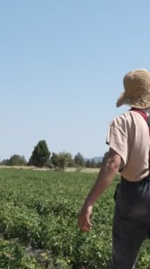 Man farmer strolling the field, close-up of young farmer walking through green tomato seedlings, male farmer strolling through rows of planted tomato seedlings