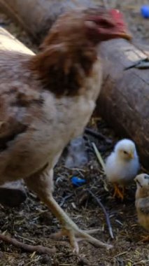 Mısırlı tavuk yemek, yavru civcivler annesiyle yürümek, tatlı kümes hayvanları, tavuk ailesi