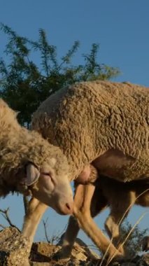 Kuzu sürüsü taşların üzerinde, yünlü kuzular birlikte dolaşır, yavru koyunlar etleri için üretilir, yeşil tarlalarda koyun, tarım ve çiftlik hayvanları 