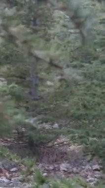 Ağaçların arasındaki oduncu adam balta taşır, yakacak odun toplar, tatile çıkar, ormanda yürüyüşe çıkar, doğada çalışmak yorucudur. 