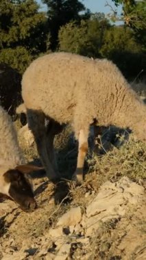 Toprak yoldaki hayvanlar, yünlü kuzular birlikte dolaşıyorlar, etleri için üretilen hayvanlar, yeşil alanda üretilen koyunlar, tarım ve çiftlik hayvanları. 