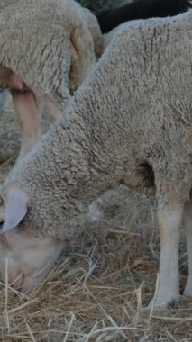 otlayan koyunlar, yünlü kuzular birlikte dolaşır, eti için üretilen hayvanlar, yeşil alanda üretilen koyunlar, tarım ve çiftlik hayvanları 