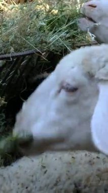 Çimen yiyen kuzular, tarım ve çiftlik hayvanları, ahırda ot ve saman yiyen kuzular, küçük hayvanlar, koyun yiyen sürüler.