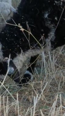 otlayan hayvanlar, yünlü kuzular birlikte dolaşır, etleri için üretilen hayvanlar, yeşil alanda üretilen koyunlar, tarım ve çiftlik hayvanları 