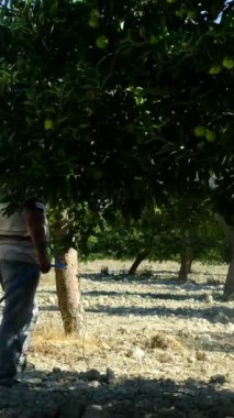 Bahçeye ilaç atan yaşlı çiftçi, bahçeye bahçeyle ilgilenen, yeşil ağaçları ilaçlayan, bahçeye ilaç sıkan, traktörle bahçeyle uğraşan yaşlı çiftçi.