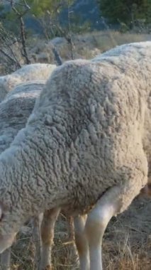 Koyun sürüsü taşların üzerinde, yünlü kuzular birlikte dolaşır, eti için üretilen hayvanlar, yeşil alanda yetişen koyunlar, tarım ve çiftlik hayvanları 