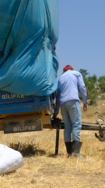 Traktöre bağlı büyük çadırda saman taşımak, ilkel tarım, tarlada çalışmak, saman toplama işinde çalışanlar, bir yığın sarı saman toplamak, ilkel tarım...