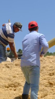 Sarı samanlıkta çalışan insanlar, saman toplama işinde çalışan işçiler, bir yığın sarı saman, ilkel çiftçilik...