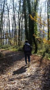 Sırt çantalı genç bir adam, güneşli bir günde ormanda ağaçların arasında yol boyunca yürür, yolda kahverengi yapraklar