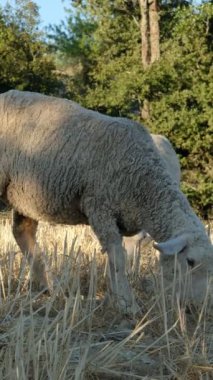 koç otlayan hayvanlar, birlikte dolaşan yünlü kuzular, etleri için üretilen hayvanlar, yeşil alanda üretilen koyunlar, tarım ve çiftlik hayvanları. 