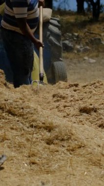 Çiftçi ailesi yaba ile saman atıyor, saman toplama işinde işçiler, sarı saman yığınını düzenliyorlar, ilkel çiftçilik