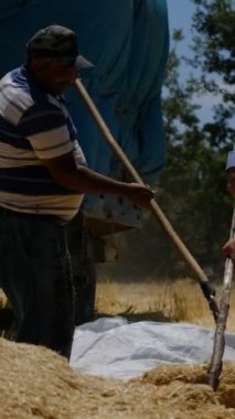 Samanları atan adam, saman toplama işinde çalışan işçiler, bir yığın sarı saman, ilkel çiftçilik...