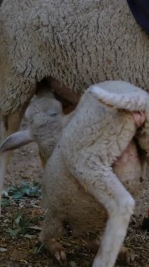 Lamb sucking mother, baby lamb next to its mother, natural life, animals and livestock, baby care and feeding